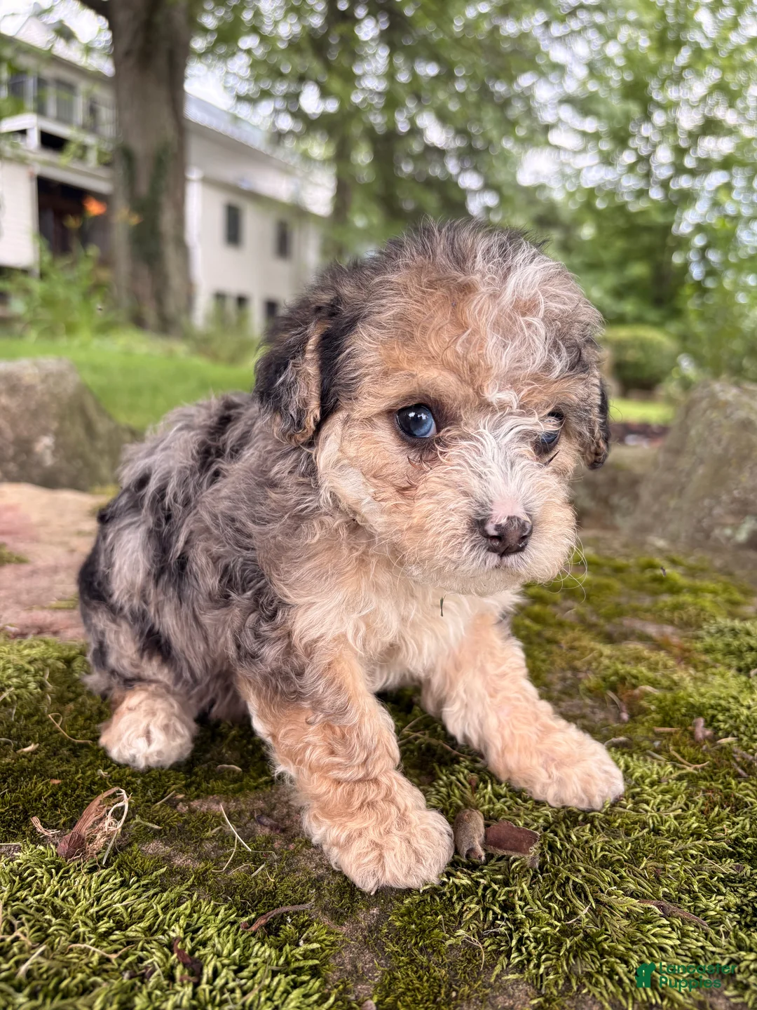 Corgipoo dogs for sale: Dougie-F1B-CorgiPoo Merle - Ad 2