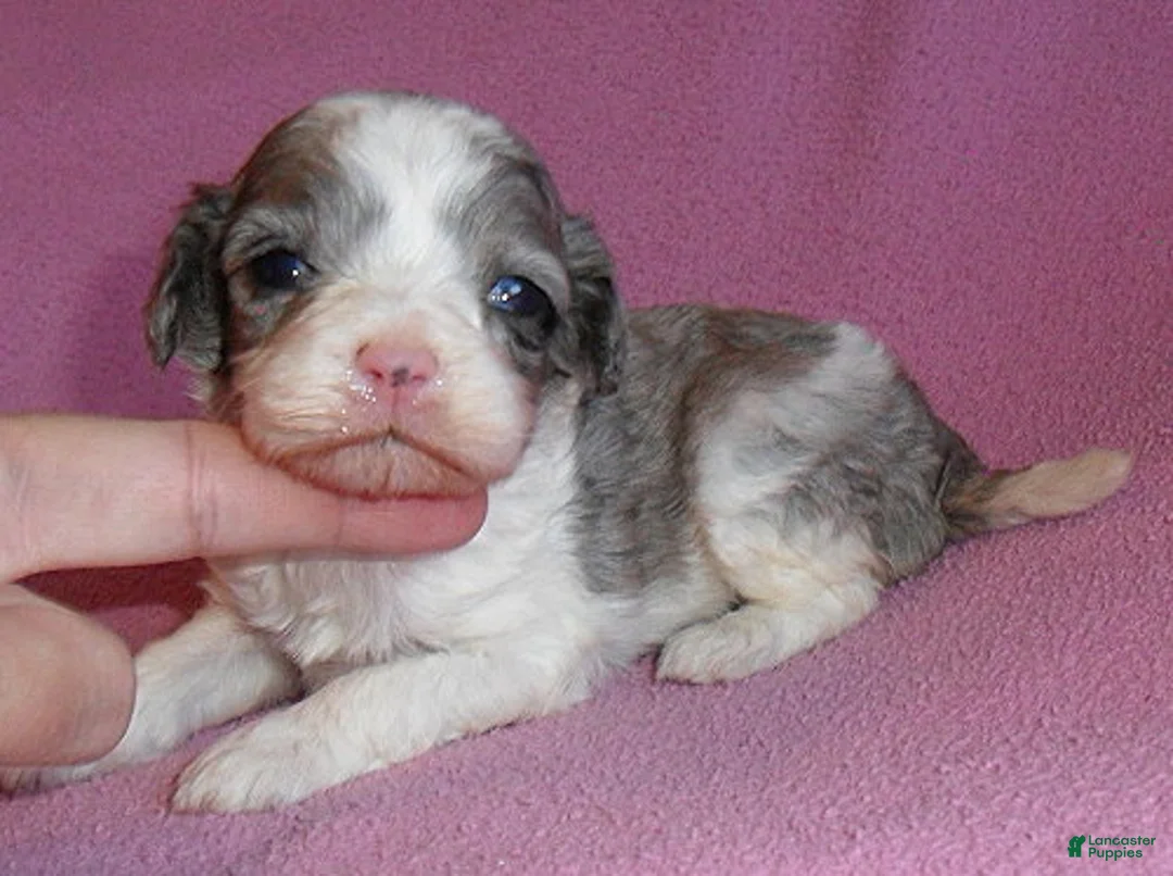 Cockapoo dogs for sale: Katie - Ad 1