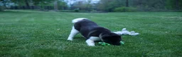 Akita dogs for sale: Olive - Ad 8