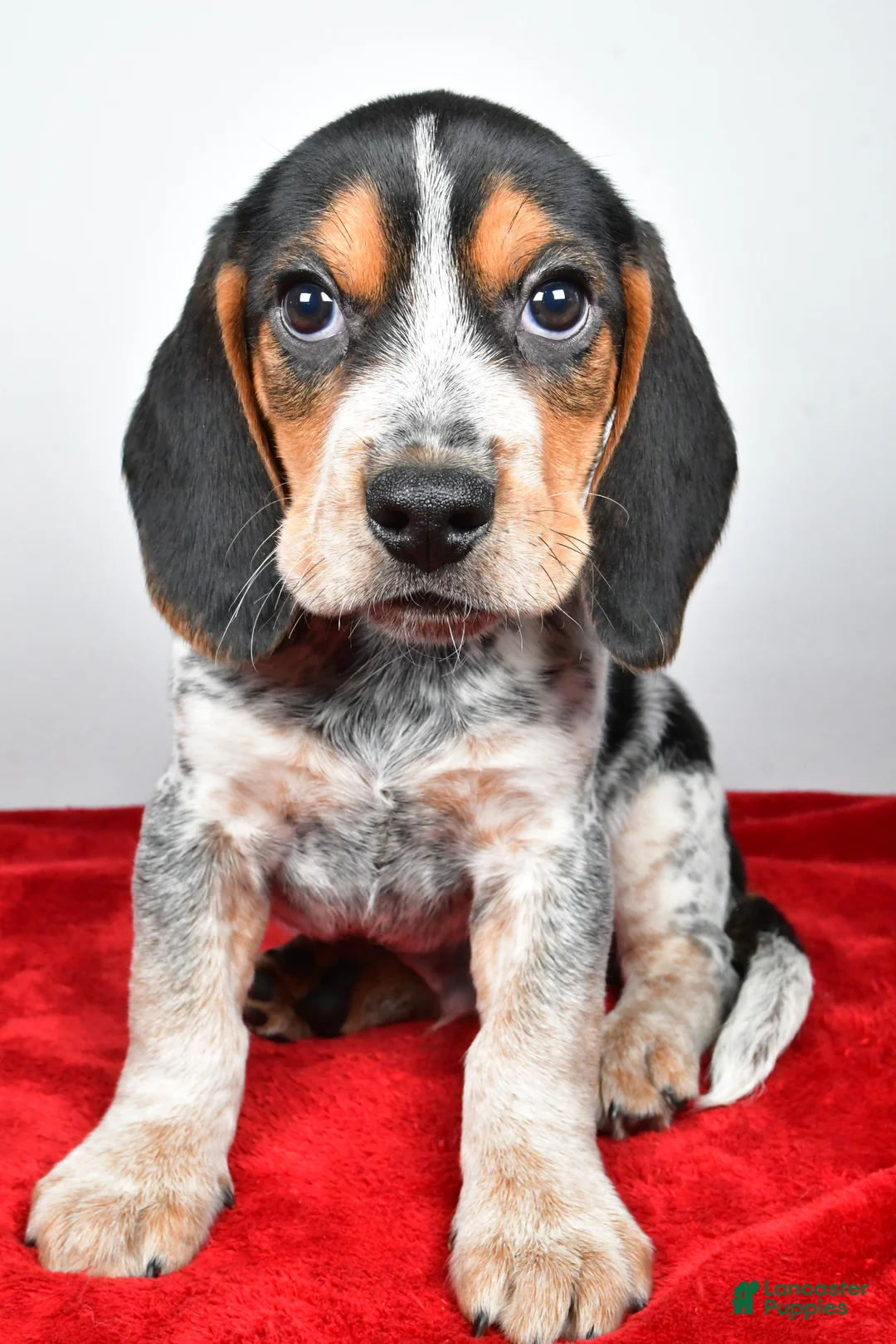 Beagle dogs for sale: Ronald - Ad 2