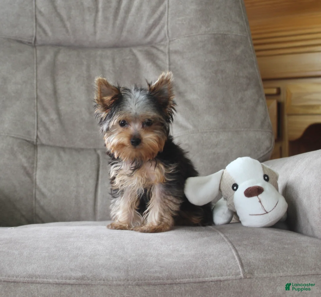 Yorkshire Terrier dogs for sale: Jingles - Ad 2