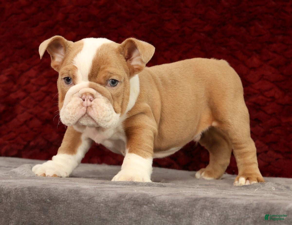 English Bulldog dogs for sale: English Bulldog Puppy 2 - Ad 5