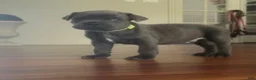 Cane Corso dogs for sale: Cane Corso Puppy 1 - Ad 2