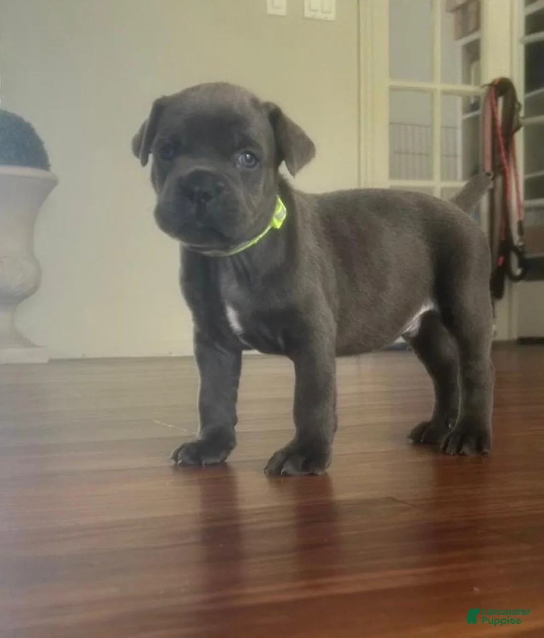 Cane Corso dogs for sale: Cane Corso Puppy 1 - Ad 2