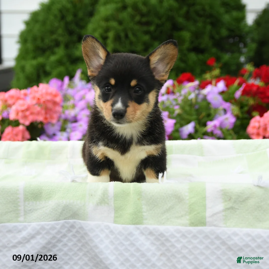 Welsh Corgi Pembroke dogs for sale: Blair - Ad 2