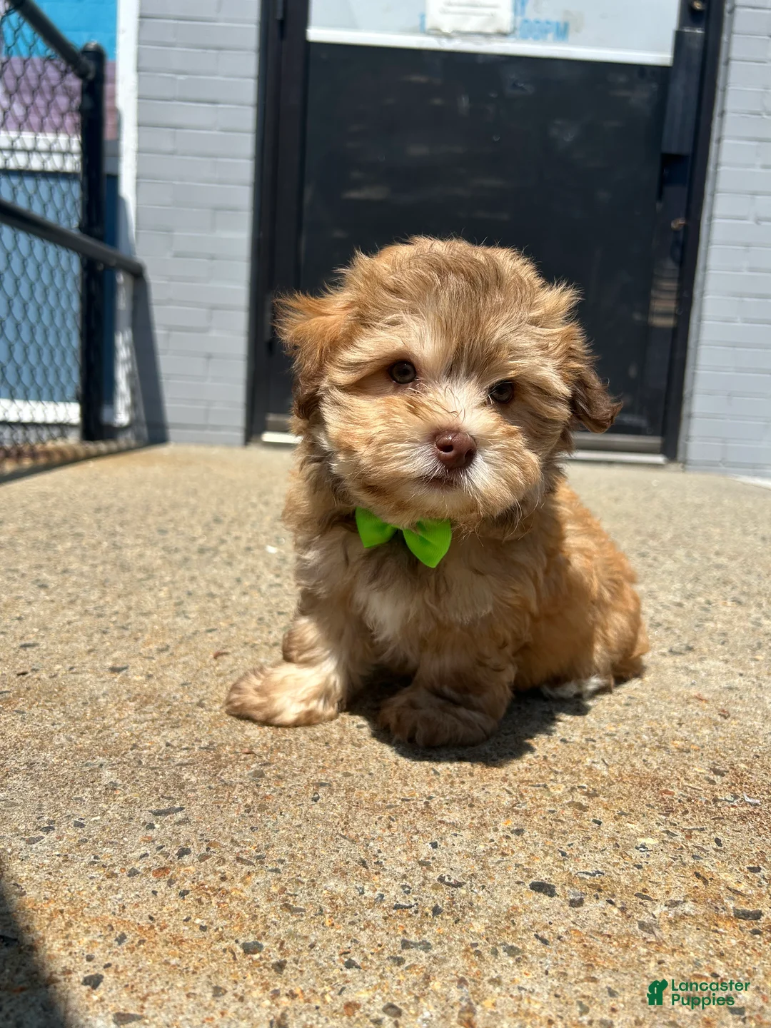 Havanese dogs for sale: Havanese 2 - Ad 2