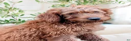 Miniature Labradoodle dogs for sale: Sammi - Ad 2