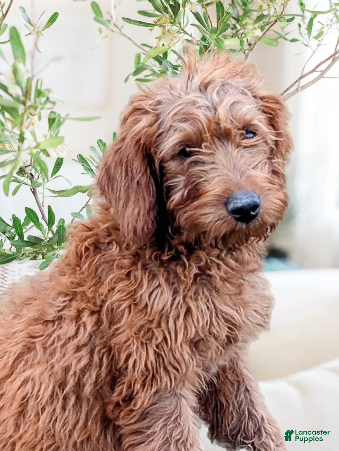 Miniature Labradoodle dogs for sale: Sammi - Ad 2