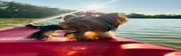 Yorkshire Terrier dogs for sale: Ace - Ad 16
