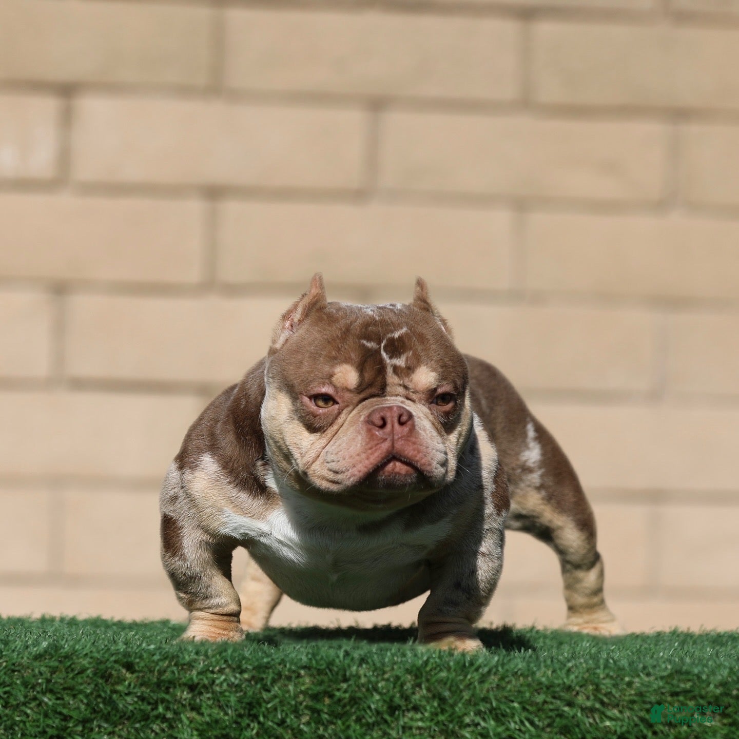 American Bully dogs Goldmine - Ad 10