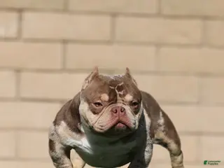 American Bully dogs Goldmine - Ad 10