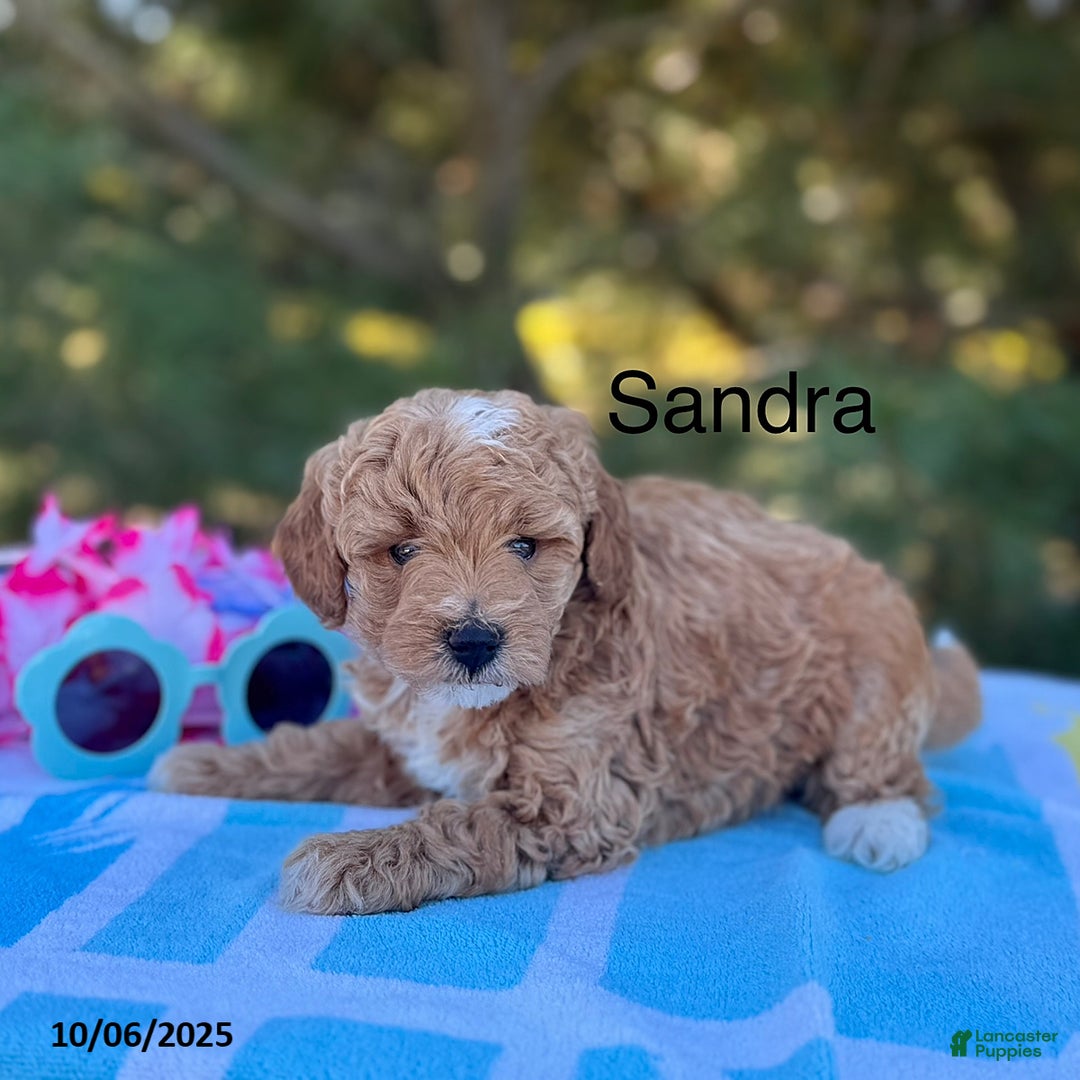 Mini Goldendoodle dogs for sale: Sandra - Image 13