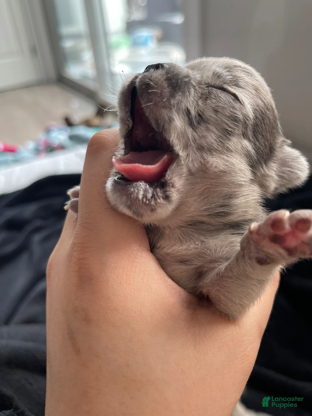 French Bulldog dogs for sale: French Bulldog Puppy 1 - Ad 1