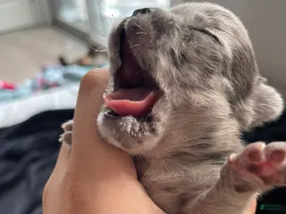 French Bulldog dogs French Bulldog Puppy 1 - Ad 4