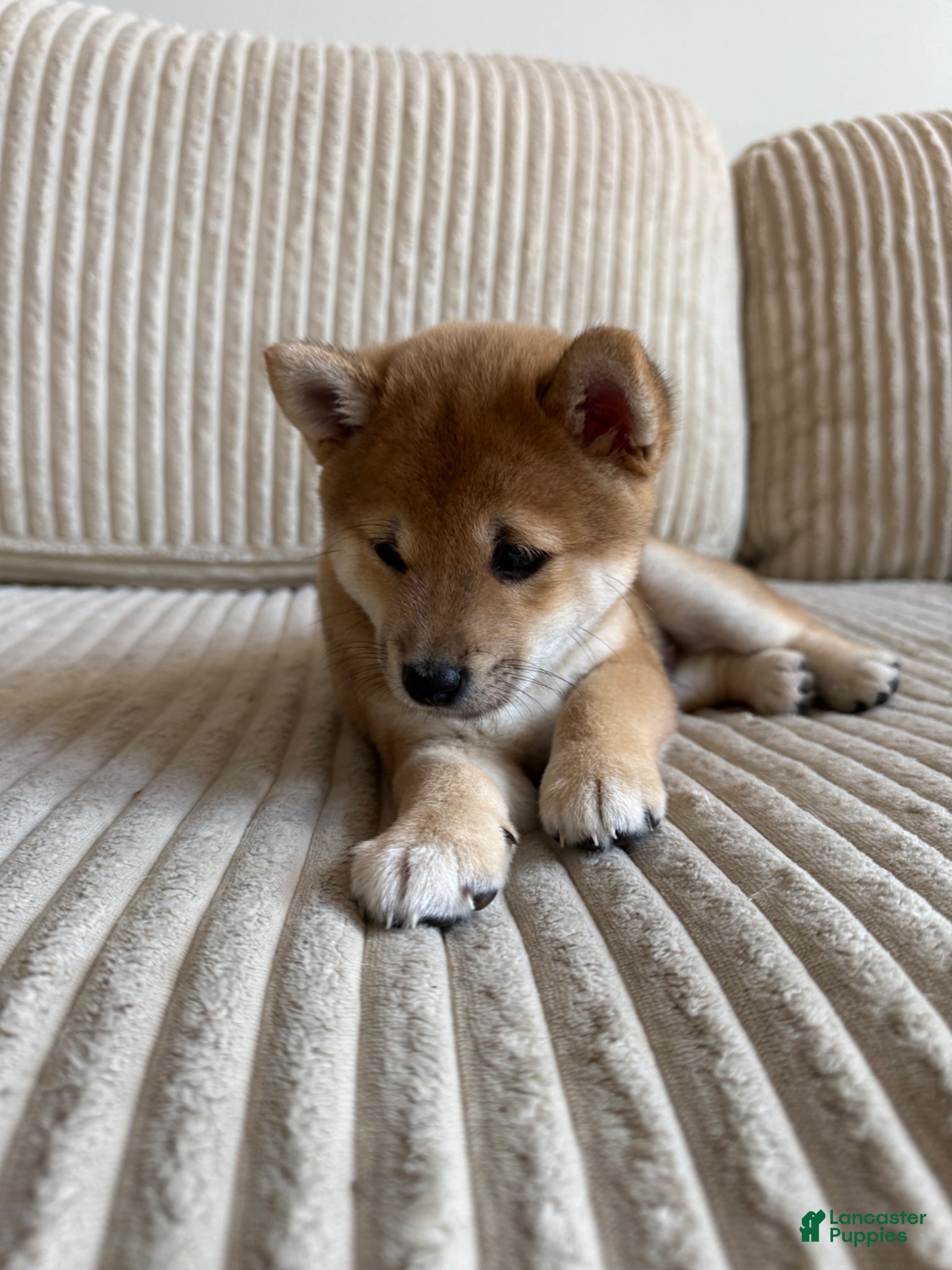 Shiba Inu dogs Bro - Ad 5