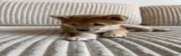 Shiba Inu dogs for sale: Bro - Ad 1
