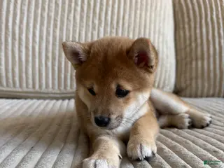 Shiba Inu dogs Bro - Ad 5