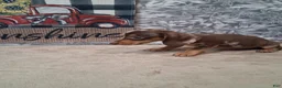 Miniature Dachshund dogs for sale: Snoopy - Ad 3