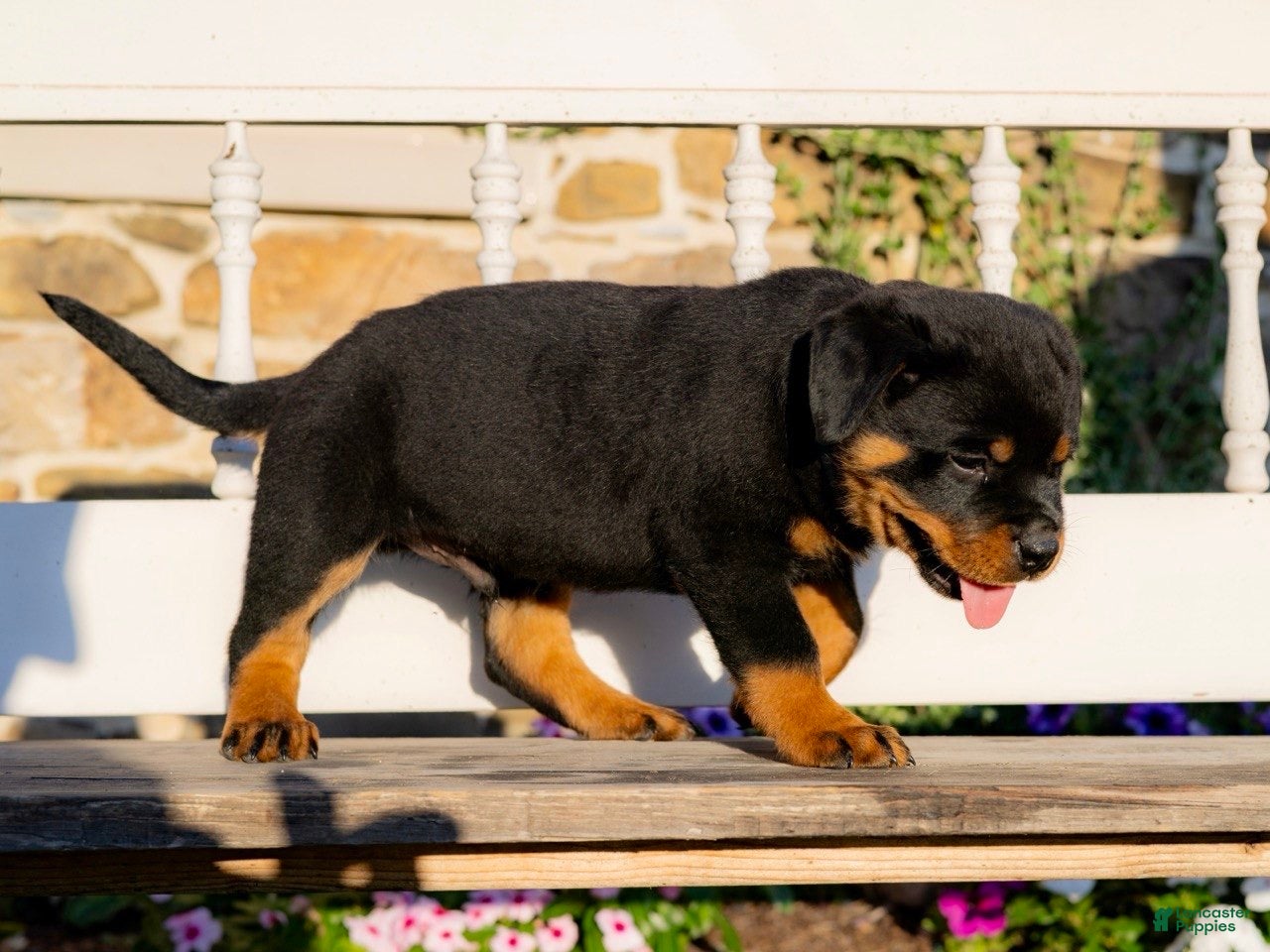 Rottweiler dogs Stella - Ad 1
