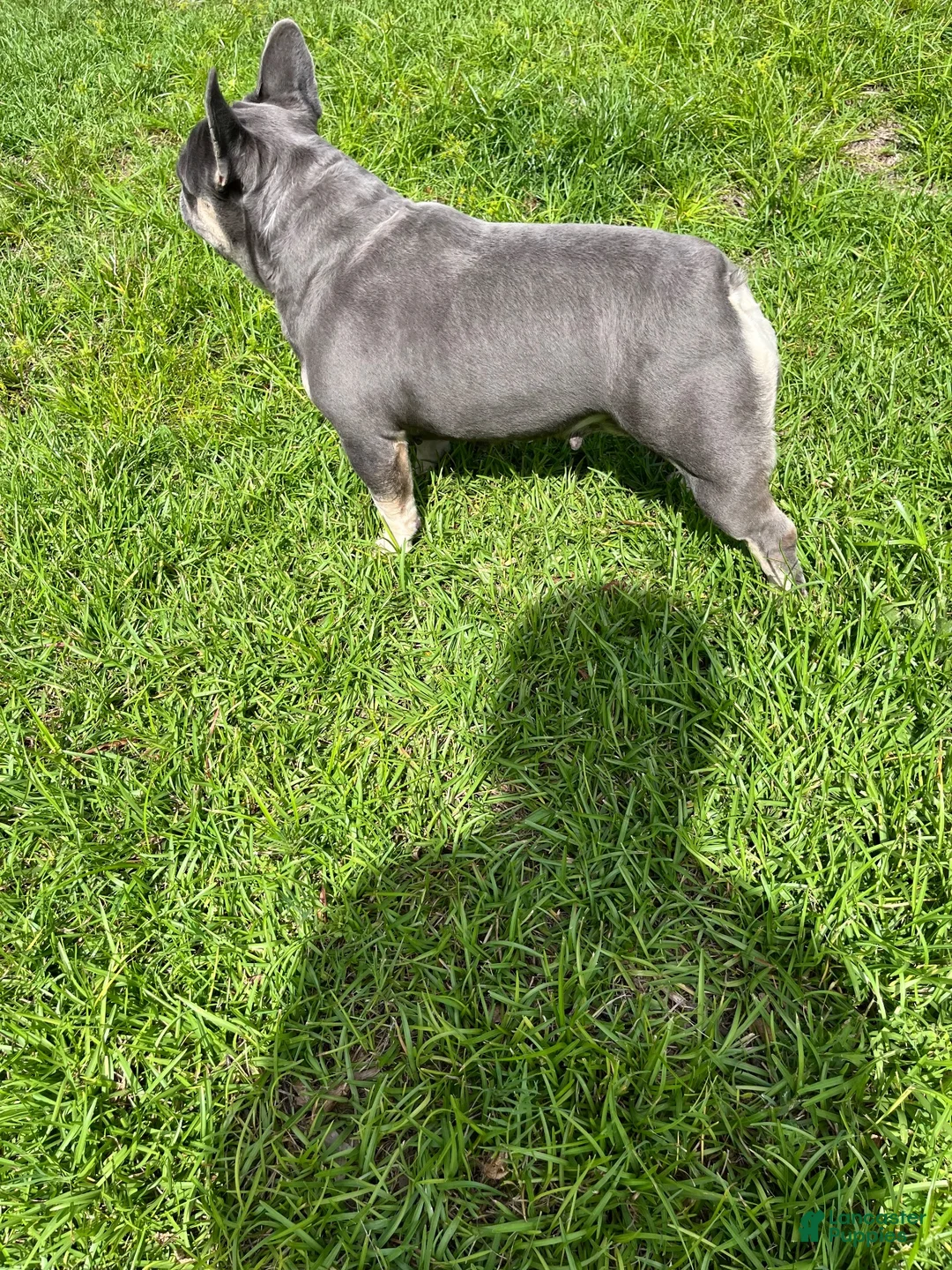 French Bulldog dogs for sale: French Bulldog 1 - Ad 4