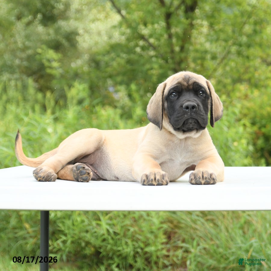 English Mastiff dogs Moose - Ad 2