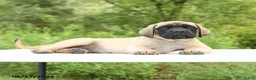 English Mastiff dogs for sale: Moose - Ad 2
