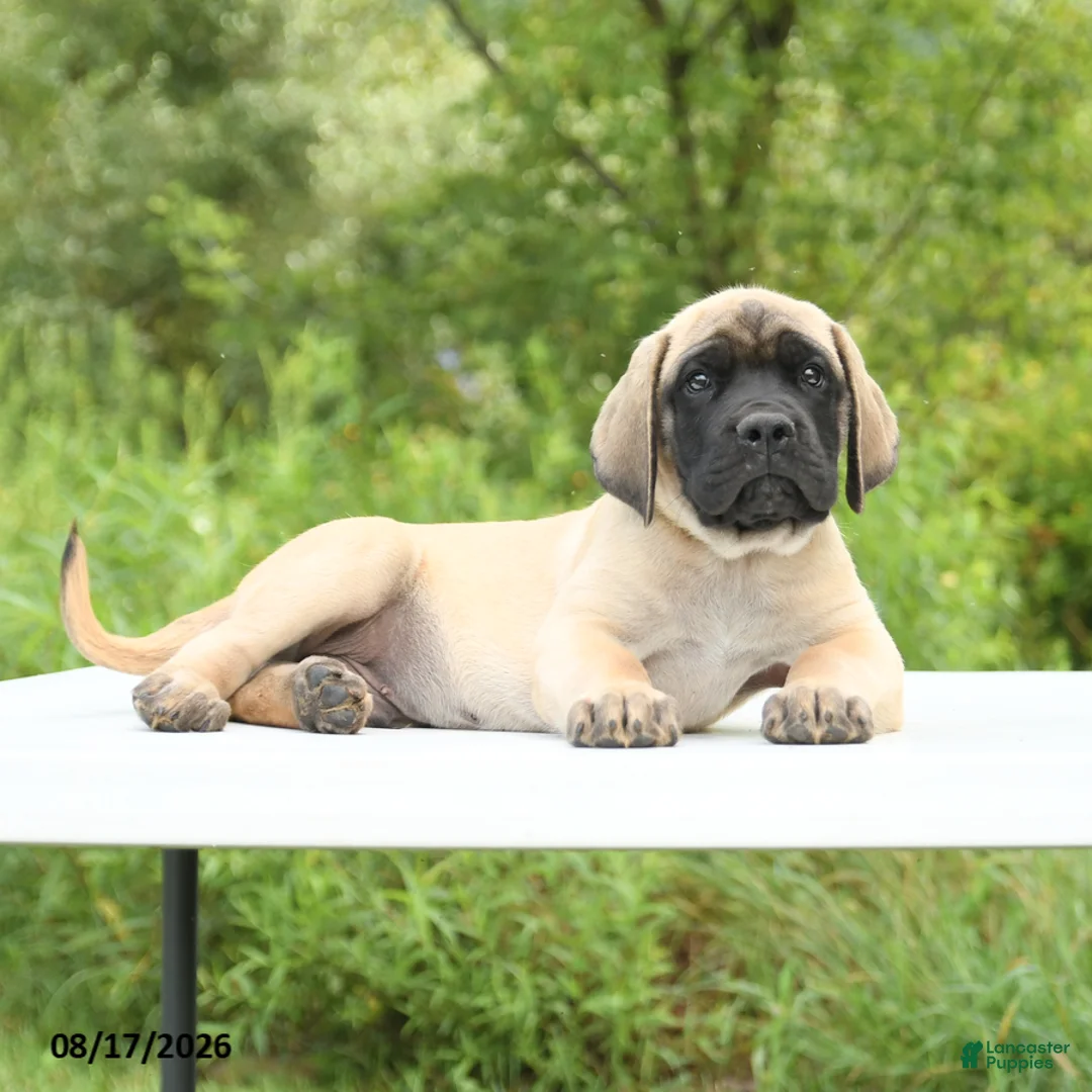 English Mastiff dogs for sale: Moose - Ad 2