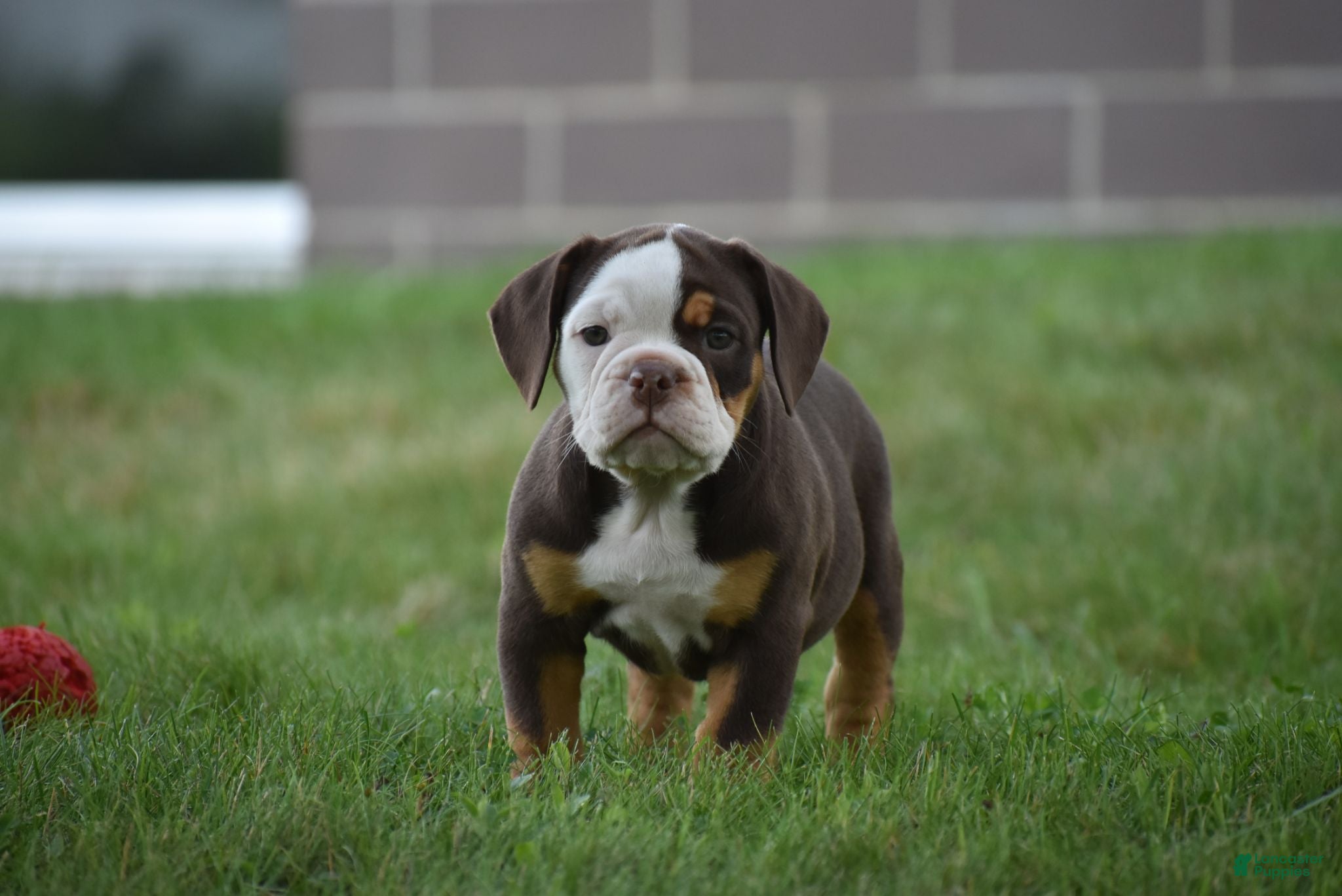 Beabull dogs Echo - Ad 1