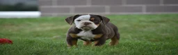 Beabull dogs for sale: Echo - Ad 1