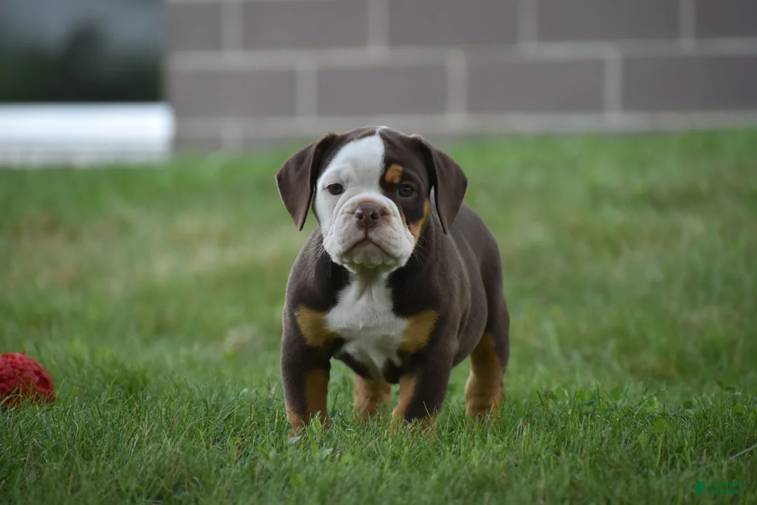 Beabull dogs for sale: Echo - Ad 1