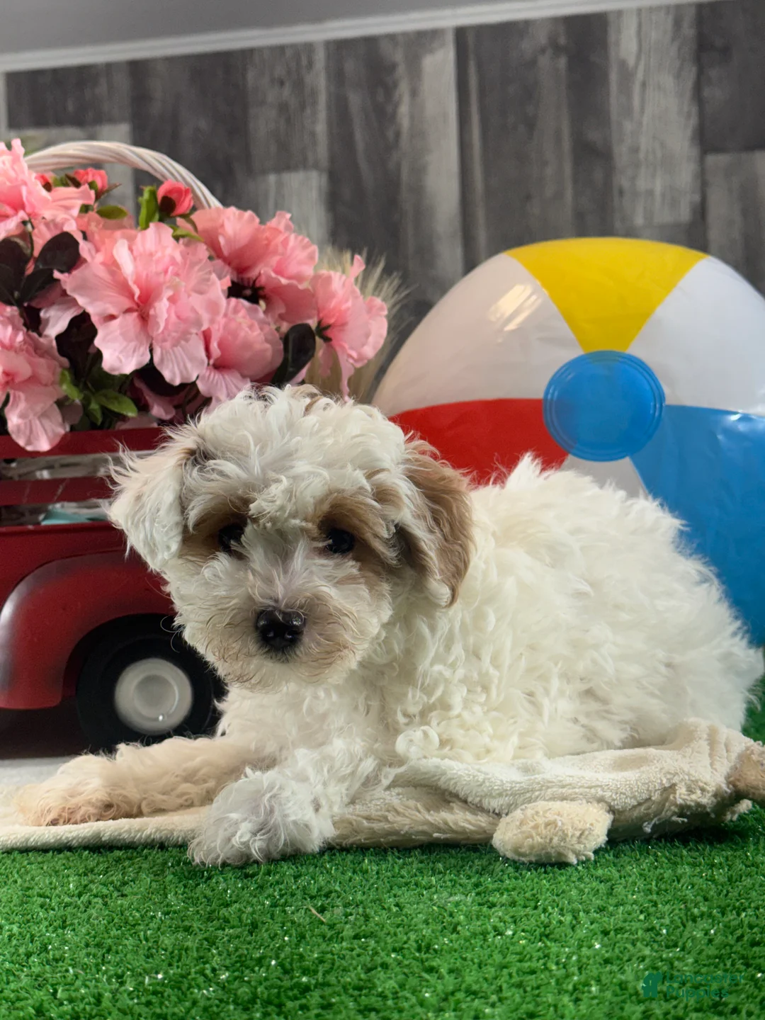 Toy Poodle dogs for sale: Naomi - Ad 1