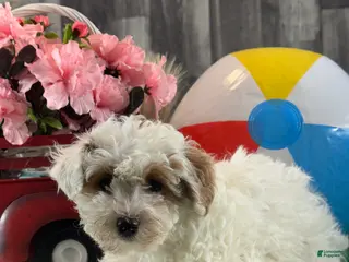 Toy Poodle dogs Naomi - Ad 40