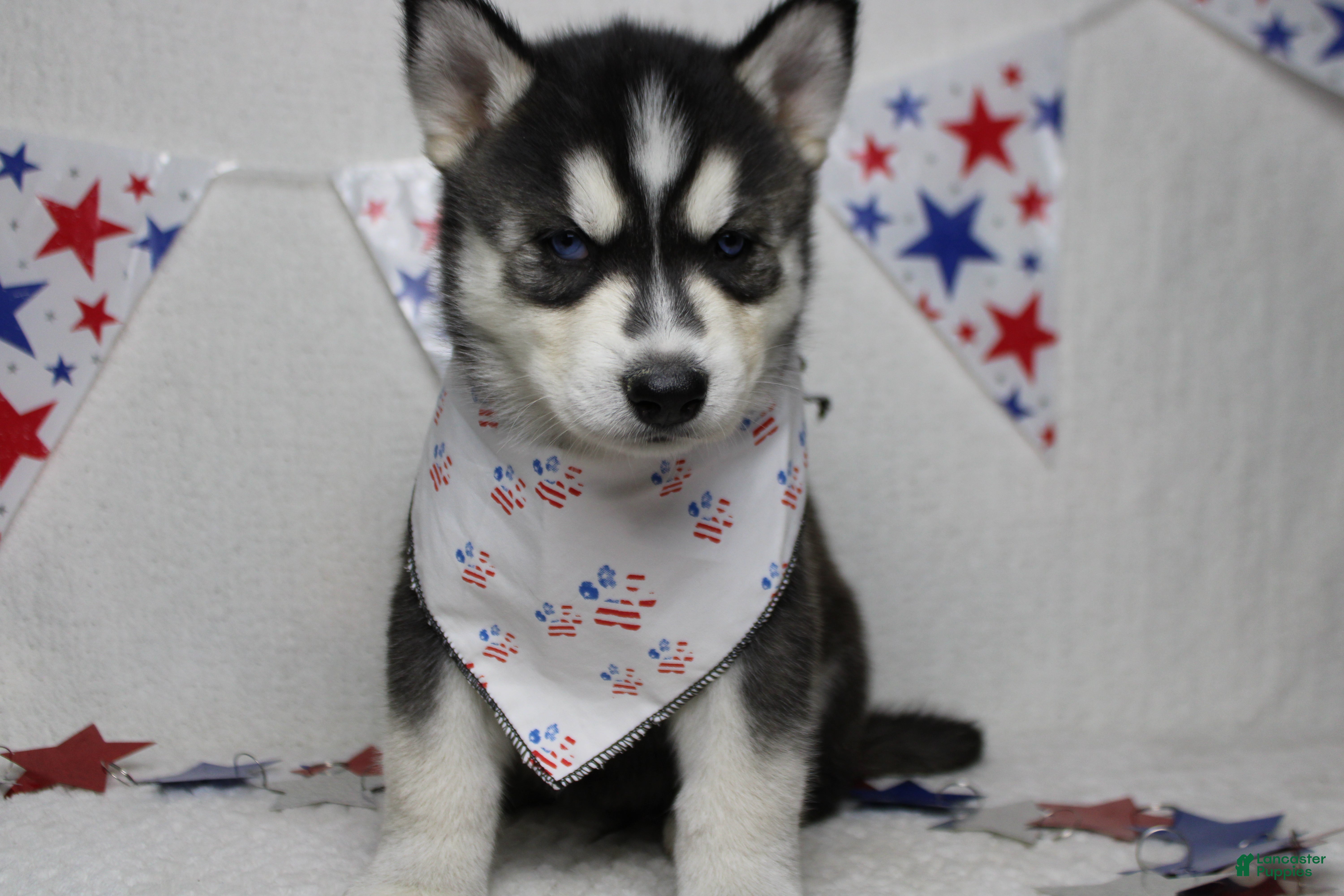 Siberian Husky dogs Koda  - Ad 4