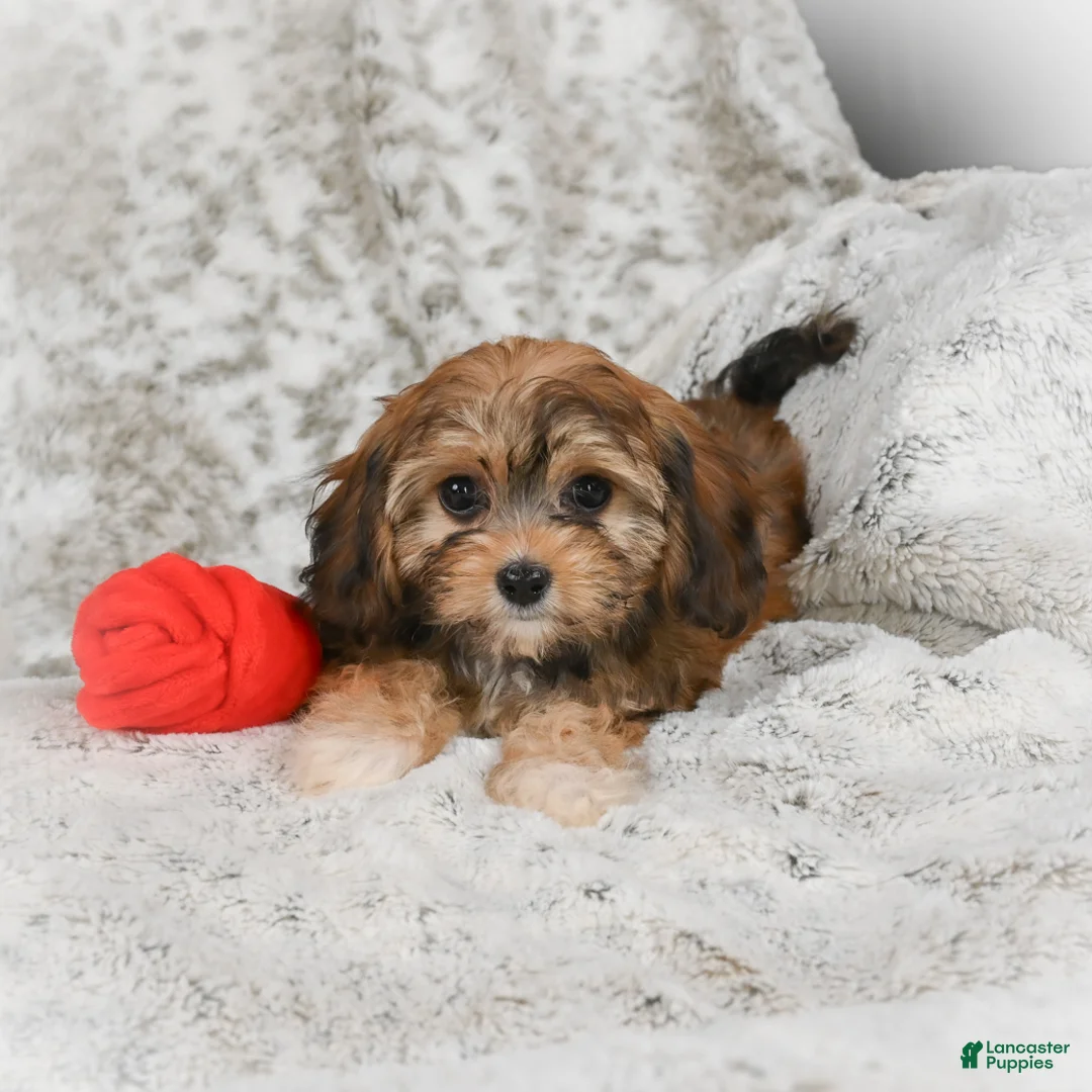 Havanese dogs for sale: Holly - Ad 7