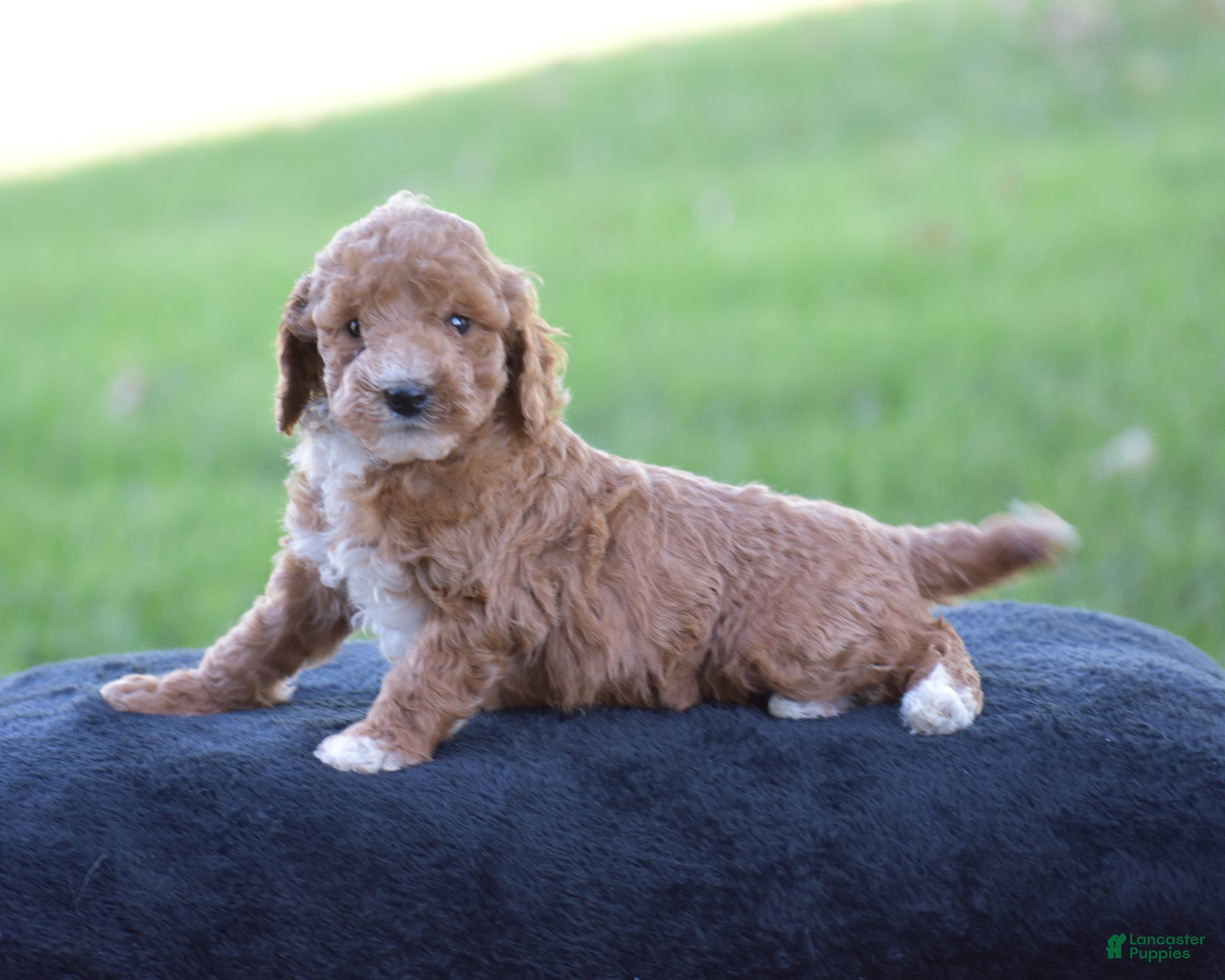 Miniature Poodle dogs for sale: Emie - Ad 2