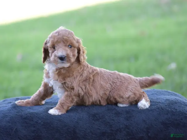 Miniature Poodle dogs for sale: Emie - Ad 2