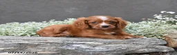 Cavapoo dogs for sale: Dustin - Ad 5