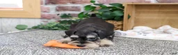 Miniature Schnauzer dogs for sale: Jeremy - Ad 6