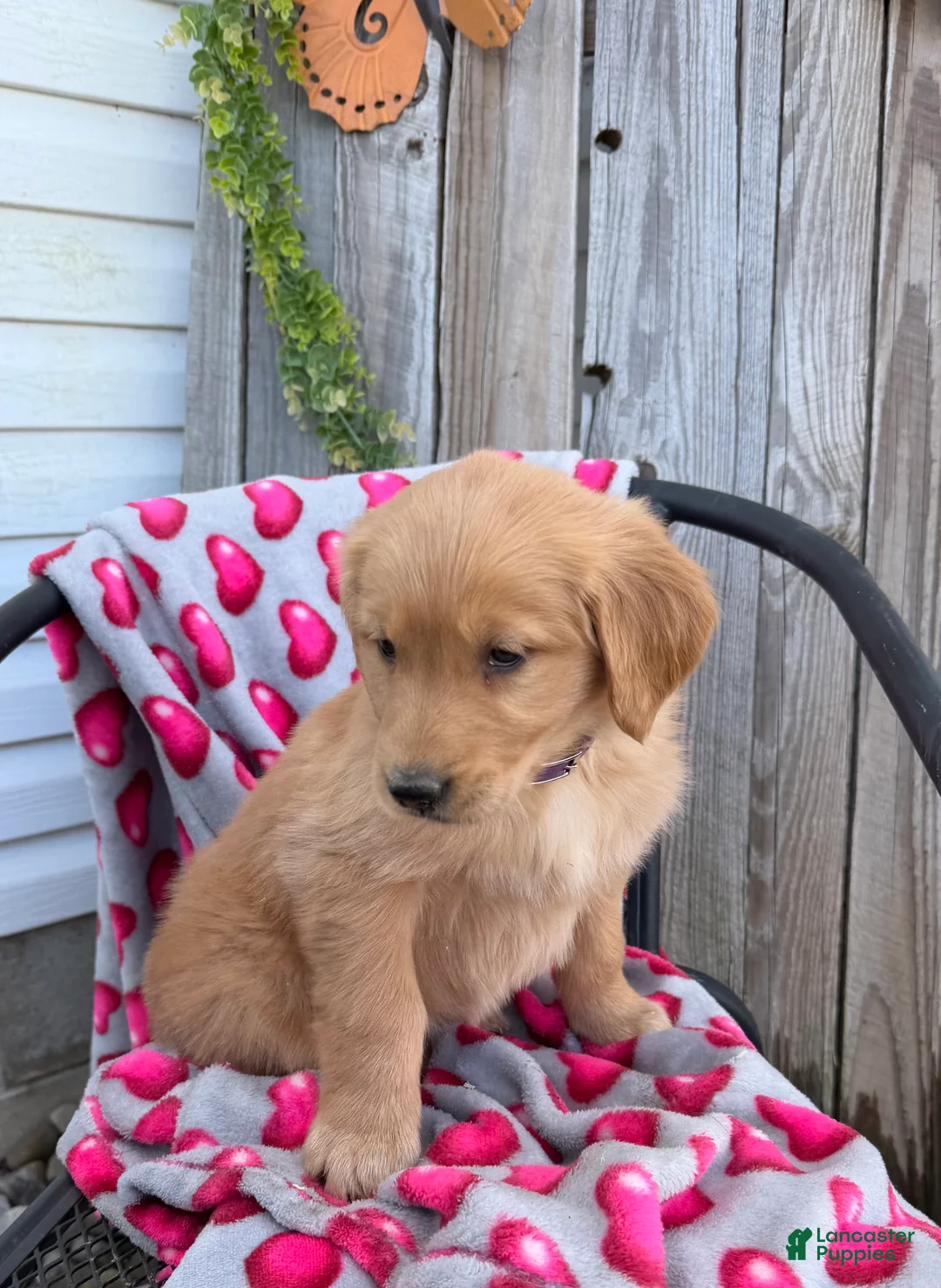 Golden Retriever dogs for sale: Angie - Ad 5