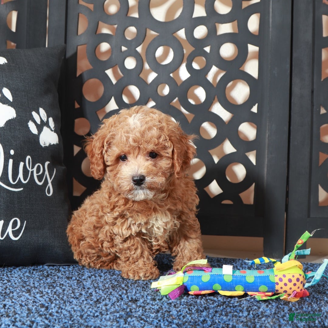 Bichpoo dogs for sale: Rose - Ad 4