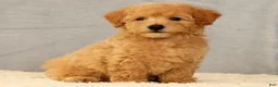 Bichpoo dogs for sale: Jacob - Ad 1