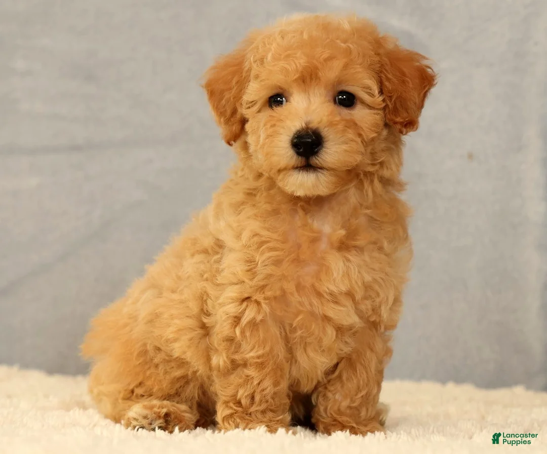 Bichpoo dogs for sale: Jacob - Ad 1