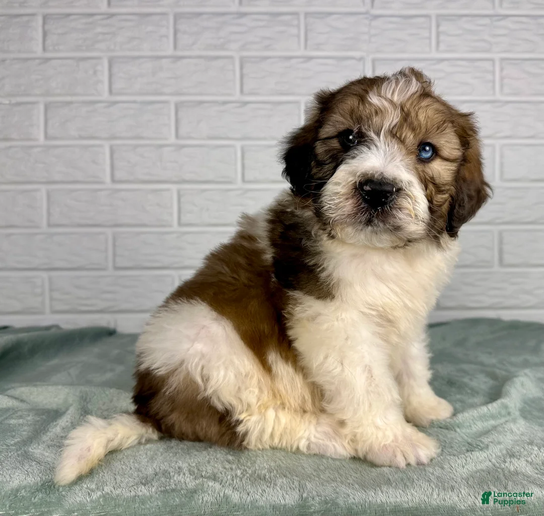 Saint Berdoodles dogs for sale: Dax - Ad 7