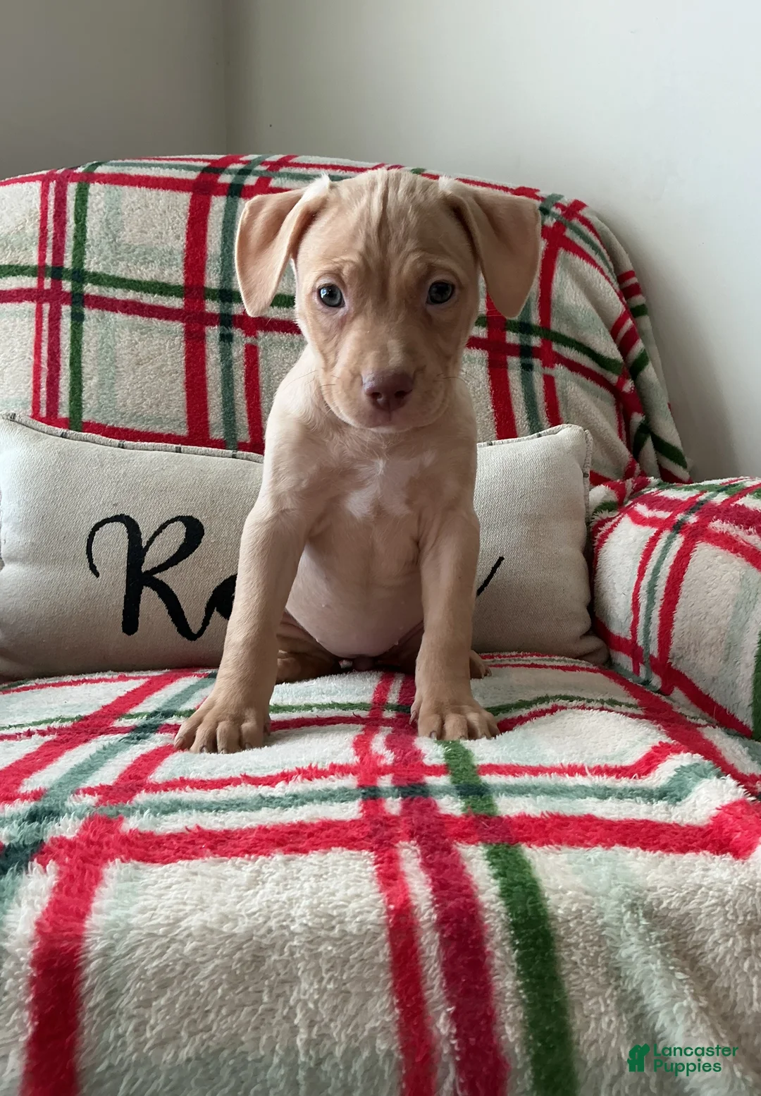 American Bully dogs for sale: Bossy Boo - Ad 3