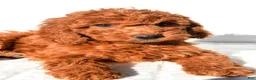 Mini Goldendoodle dogs for sale: Sienna - Ad 6