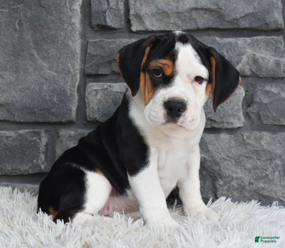 Beabull dogs Alice  - Ad 1