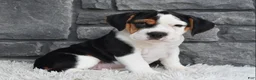 Beabull dogs for sale: Alice  - Ad 1