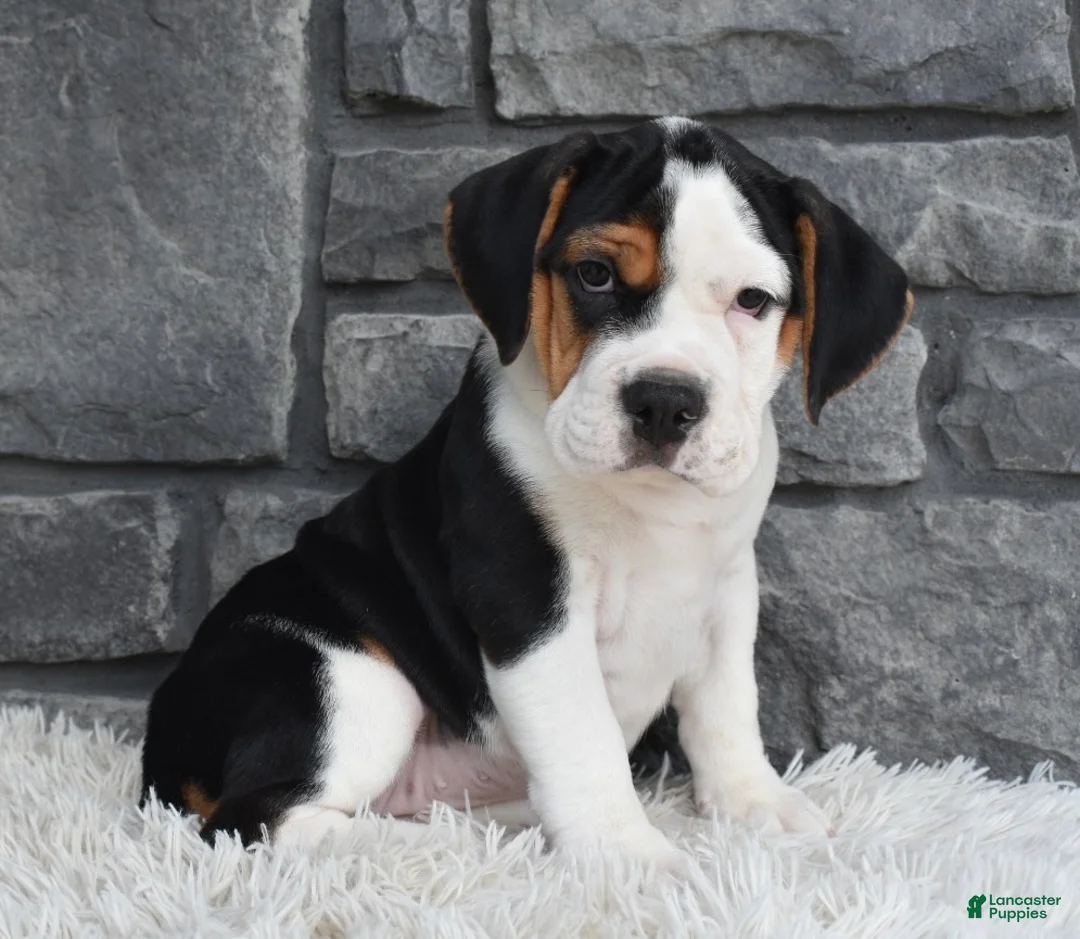 Beabull dogs for sale: Alice  - Ad 1