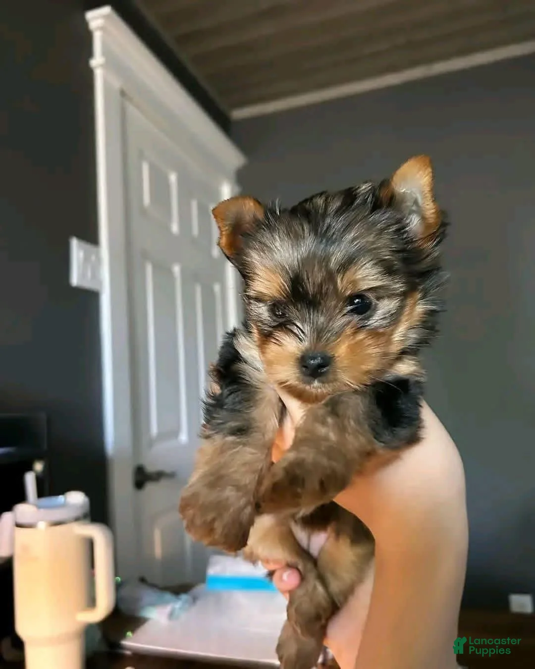 Gallery Image {{count}}