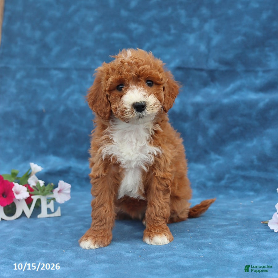 Mini Goldendoodle dogs Pearl - Ad 1